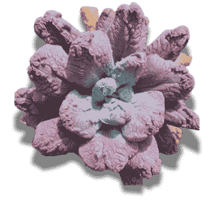 Medium/9 cm üstü
