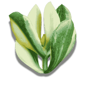 Crassula Ovata Variegata