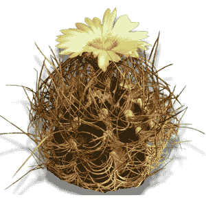 Astrophytum Ornatum