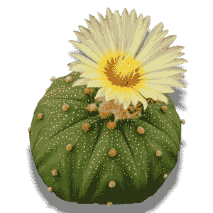 Astrophytum Asterias