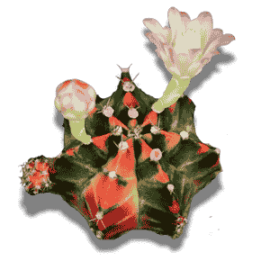 Gymnocalycium Mihanovichii Variegata