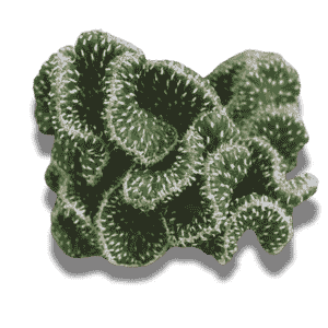 Austrocylindropuntia Cylindirica