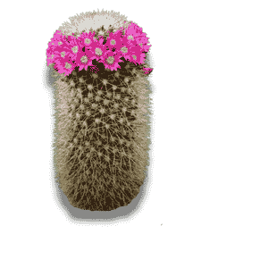 Mammillaria Spinosissima