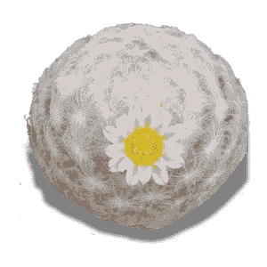 Mammillaria Plumosa