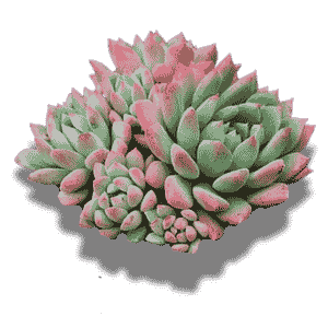 Echeveria Chrissy N Ryan