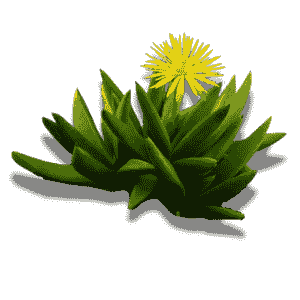 Bergeranthus Multiceps