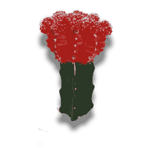 Medium/9 cm üstü