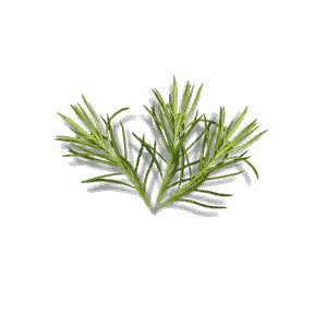Pepperomia Ferreyrae