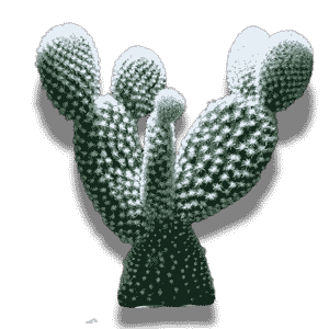 Opuntia Microdasys