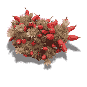 Mammillaria Prolifera