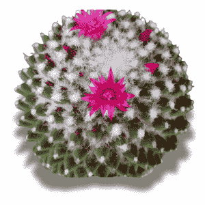 Mammillaria Polythele
