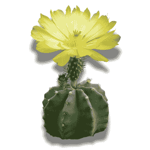 Echinocactus Subinermis