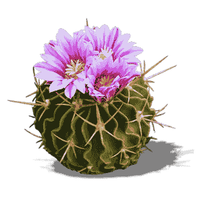 Stenocactus Multicostatus