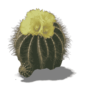 Parodia Magnificia
