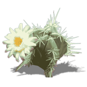 Stenocereus Pruinosus