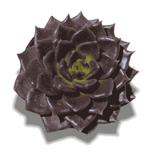 Echeveria Black Prince