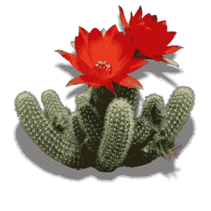 Echinopsis Chamaecereus
