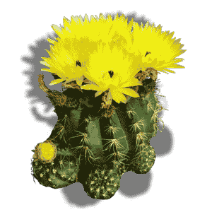 Parodia Crassigibba