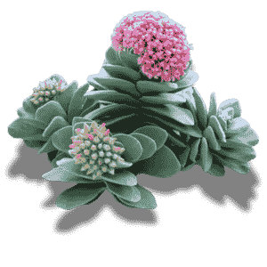 Crassula Springtime