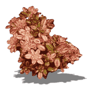 Aeonium Sedifolium