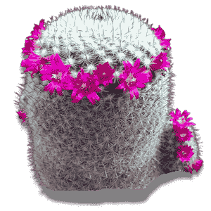 Mammillaria Bombycina 10.5