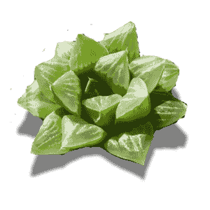 Hawortiopsis Cymbiformis