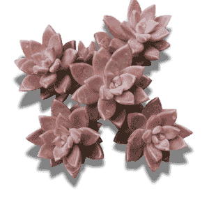 Graptopetalum Bronz