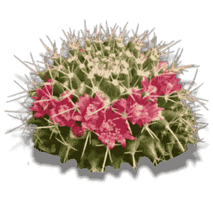 Mammillaria Compressa