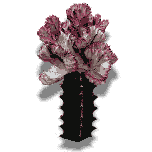 Euphorbia Lactea